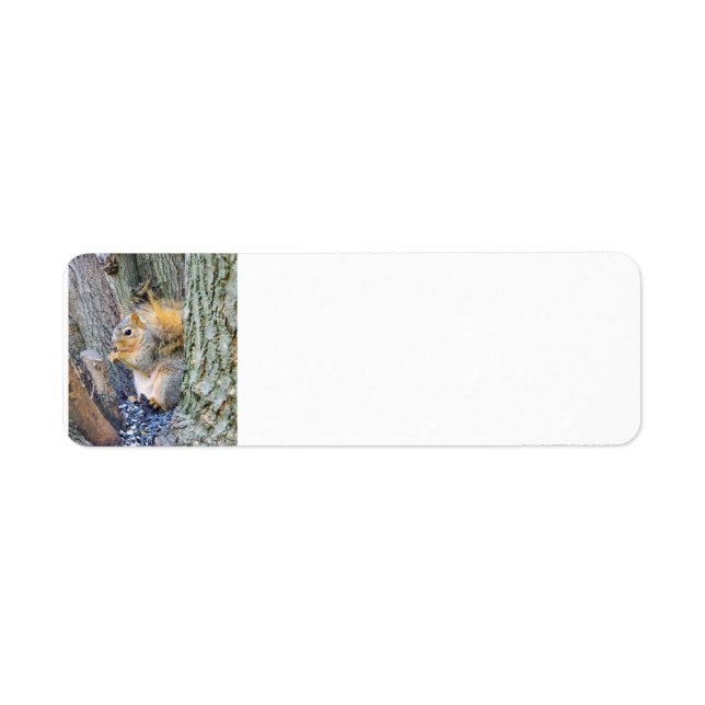 Squirrel (Front)