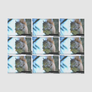 squirrel-13.jpg tissue paper