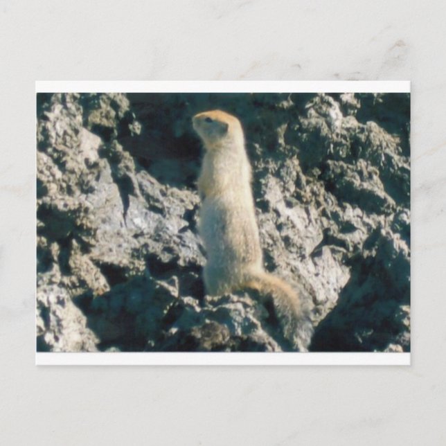 SQUIRREL (2) POSTCARD (Front)