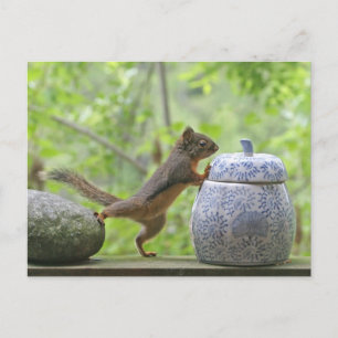 Squirrel and Cookie Jar Postcard