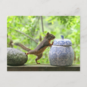 Squirrel and Cookie Jar Postcard