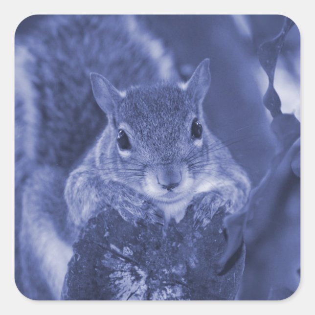 squirrel animal on log hanging out bluish square sticker (Front)