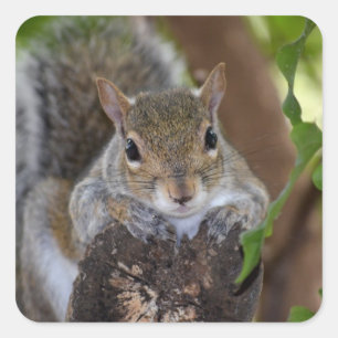 squirrel animal on log hanging out colour square sticker
