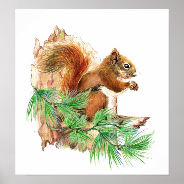 Squirrel Animal Wildlife  Poster (Front)