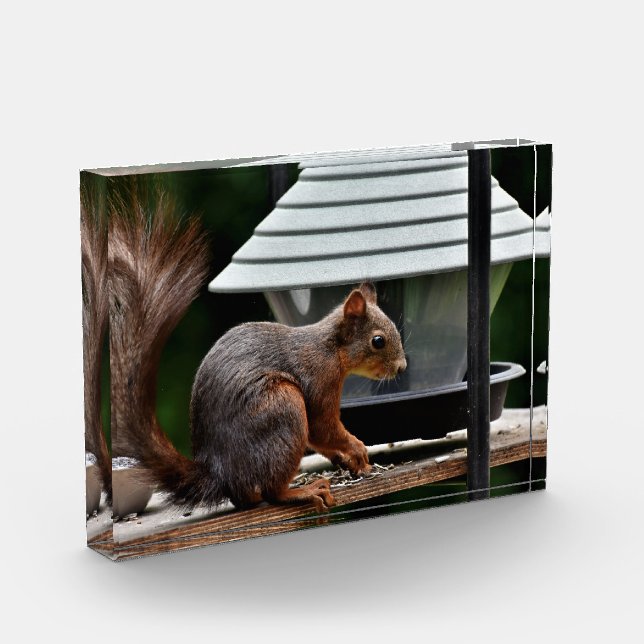 Squirrel at the Bird Feeder Photo Block (Left)