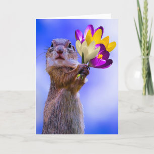SQUIRREL BIRTHDAY CARDS