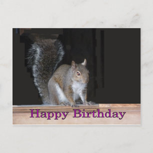 Squirrel Birthday Greetings Postcard