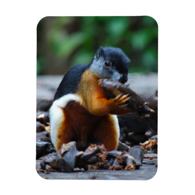 Squirrel Borneo Tri-Colour Magnet (Vertical)