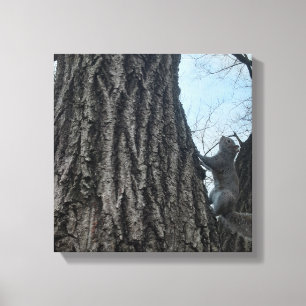 Squirrel Canvas Print