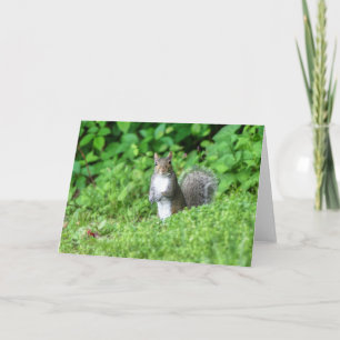 Squirrel Card