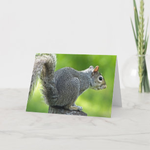 Squirrel Card