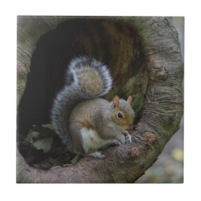 Squirrel Ceramic Tile (Front)