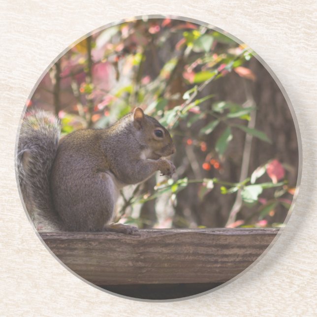 Squirrel Chow Time Coaster (Front)