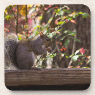 Squirrel Chow Time Coaster