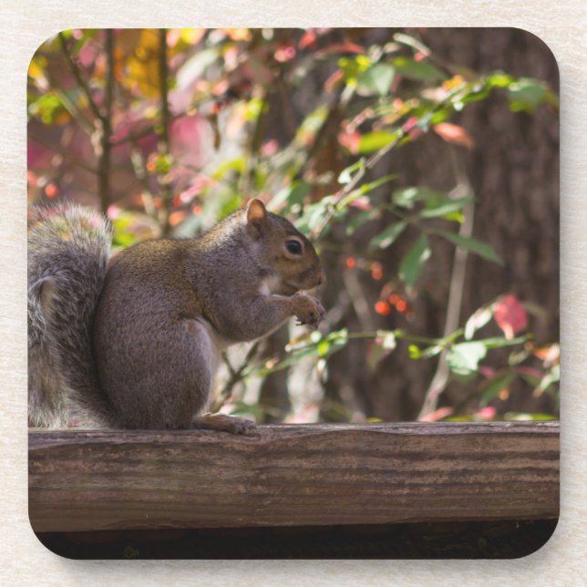 Squirrel Chow Time Coaster (Front)