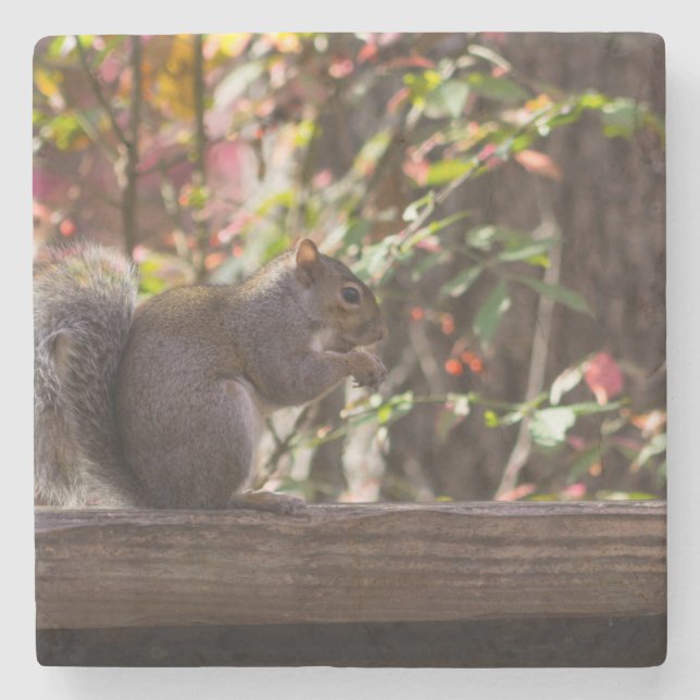 Squirrel Chow Time Stone Coaster (Front)