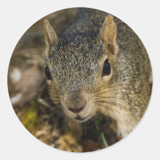 Squirrel Classic Round Sticker