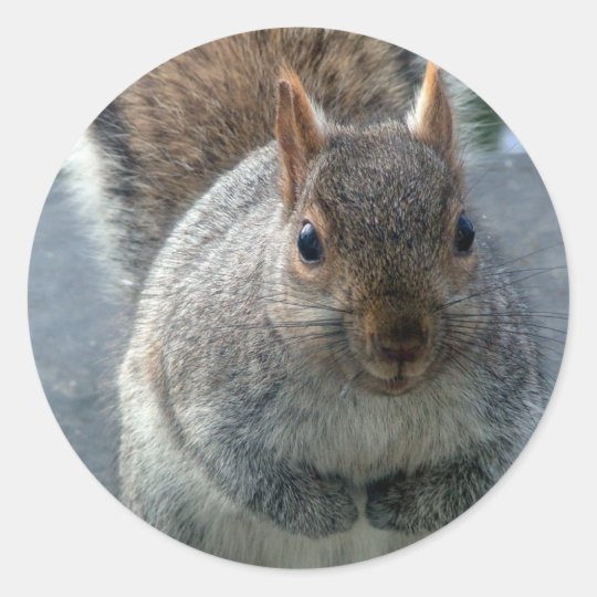 Squirrel Classic Round Sticker