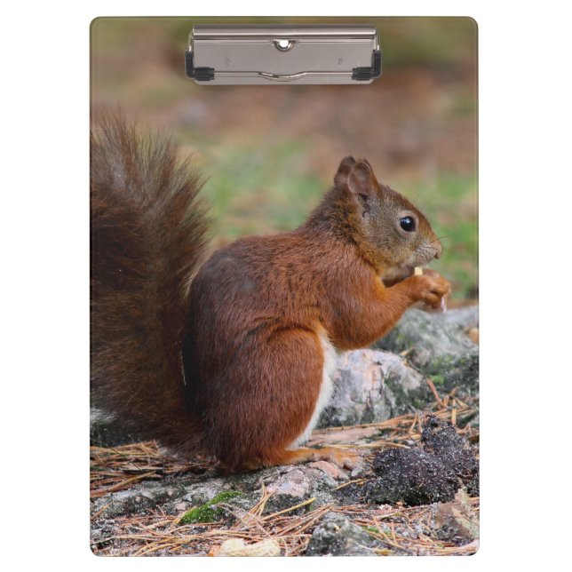 Squirrel Clipboard (Front)