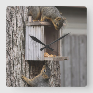 Squirrel Clock