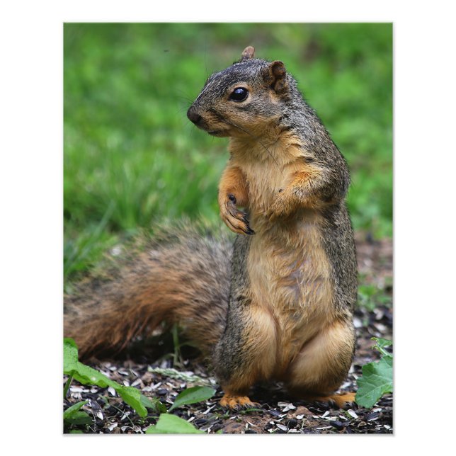Squirrel Close Up Photo Print (Front)