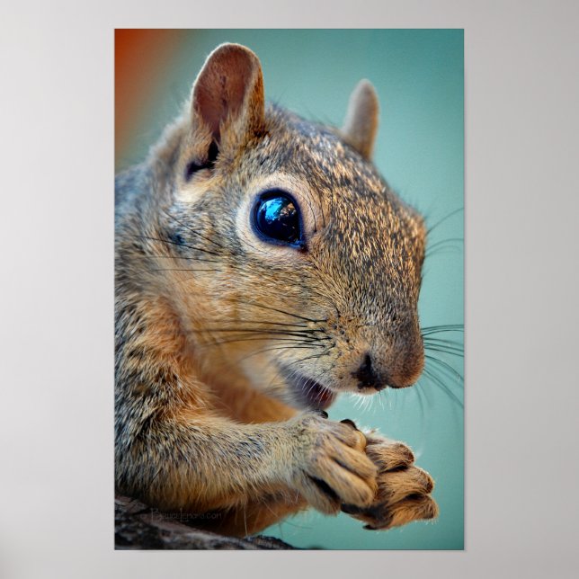 Squirrel Close Up with Nut 2 Poster (Front)