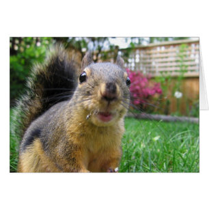 Squirrel Closeup