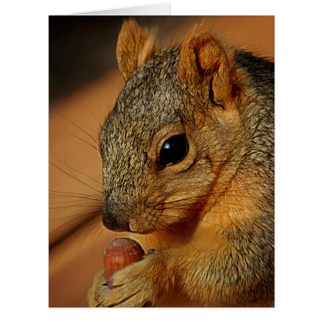 Squirrel Closeup with Nut (Front)