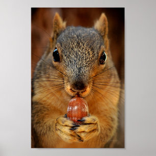 Squirrel Closeup with Nut 2 Poster