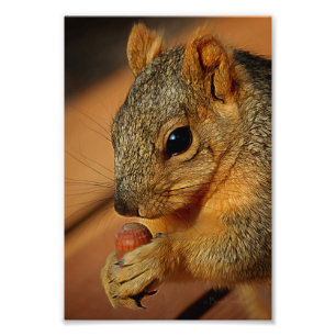 Squirrel Closeup with Nut Photo Print
