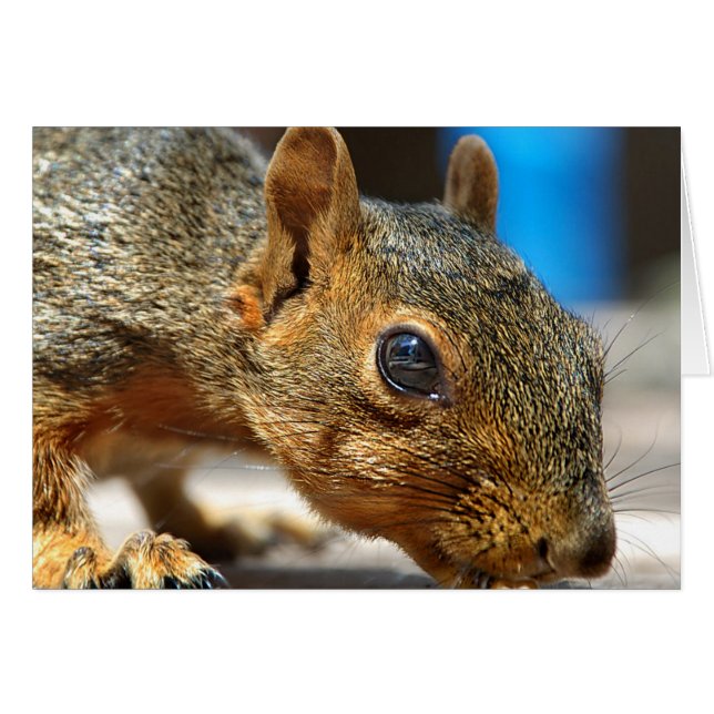 Squirrel Closeuse Manger (Devant horizontal)
