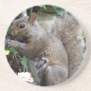 Squirrel Coaster
