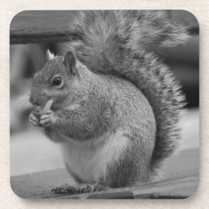 Squirrel Coaster