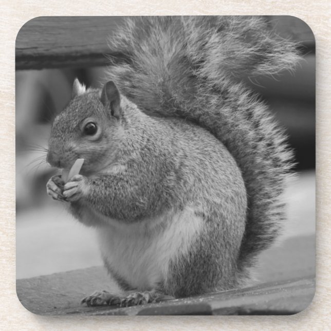 Squirrel Coaster (Front)