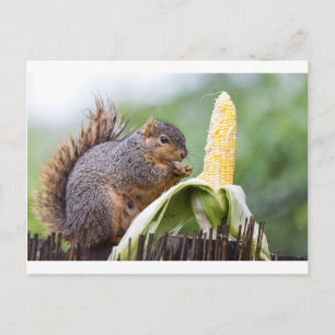 Squirrel Corn Postcard