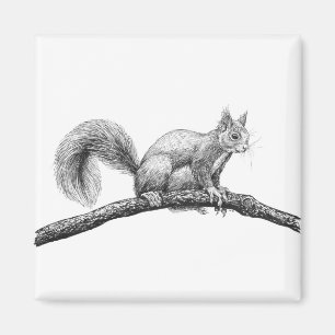 Squirrel drawing magnet