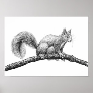 Squirrel drawing poster
