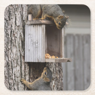 Squirrel Drink Coaster