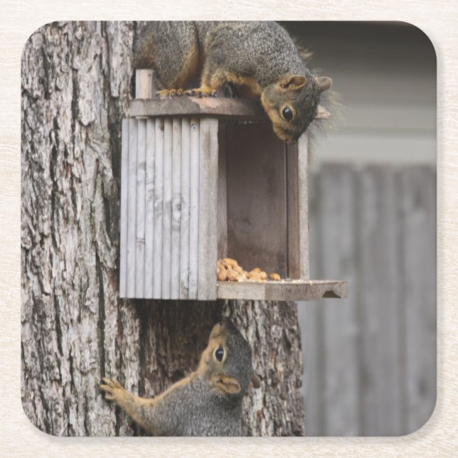 Squirrel Drink Coaster (Front)