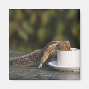 Squirrel drinking from coffee cup at Indian Magnet
