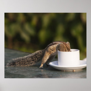 Squirrel drinking from coffee cup at Indian Poster