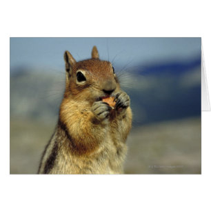 Squirrel eating