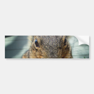 Squirrel Eating 1 Bumper Sticker