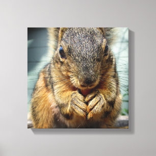 Squirrel Eating 1 Canvas Print