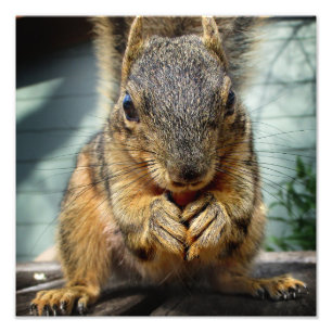 Squirrel Eating 1 Photo Print