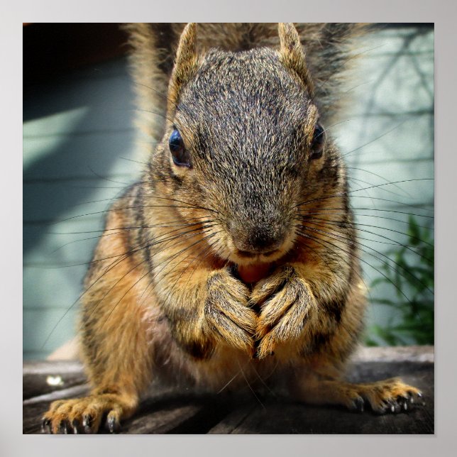 Squirrel Eating 1 Poster (Front)