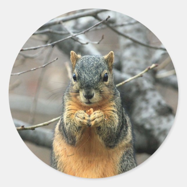 Squirrel Eating a Nut Classic Round Sticker (Front)