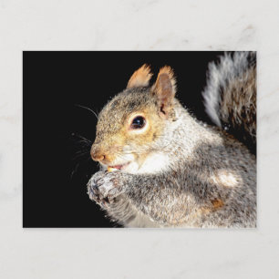 Squirrel eating a nut postcard