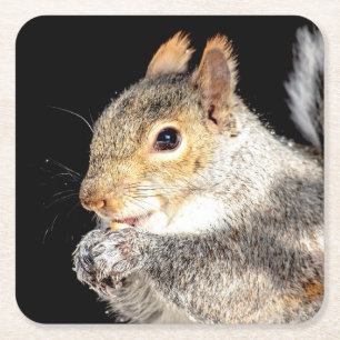 Squirrel eating a nut square paper coaster