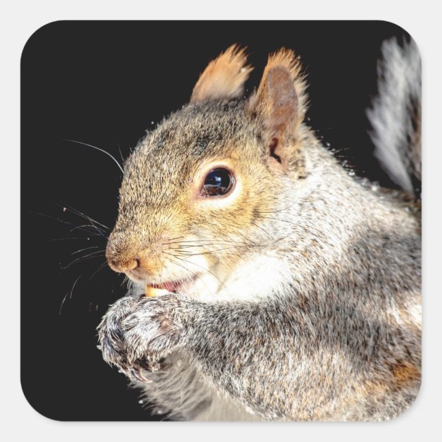 Squirrel eating a nut square sticker (Front)